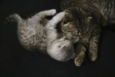 İskoç katları ve heteroseksüel kedilerle oynayıp birbirlerini yalıyorlardı.. 