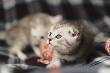 İskoç gümüşü tekir.