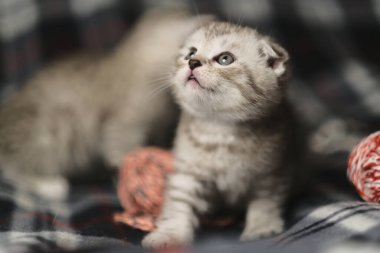 İskoç gümüşü tekir.