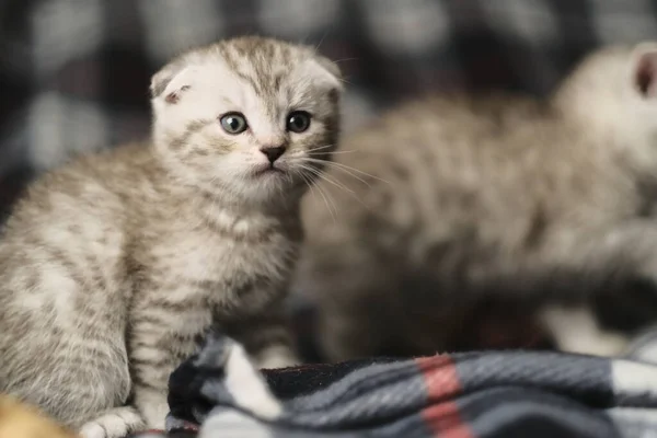 Scottish Fold Silver Tabby — Stock Photo, Image