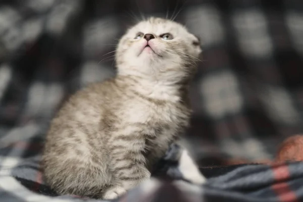 Pliegue Escocés Tabby Plata — Foto de Stock