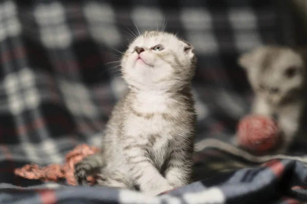 Scottish Fold Silver Tabby — Stockfoto