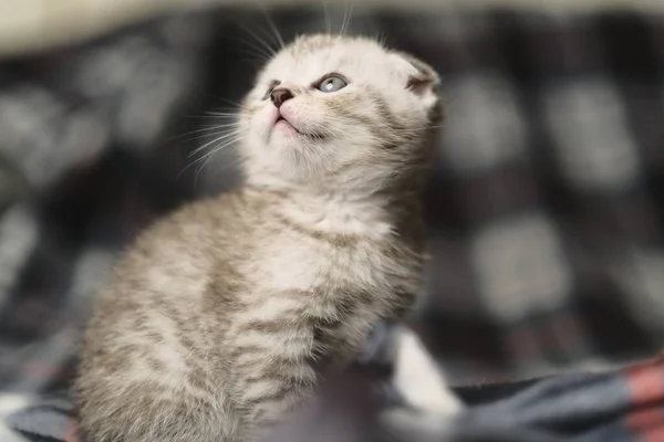 Pliegue Escocés Tabby Plata — Foto de Stock