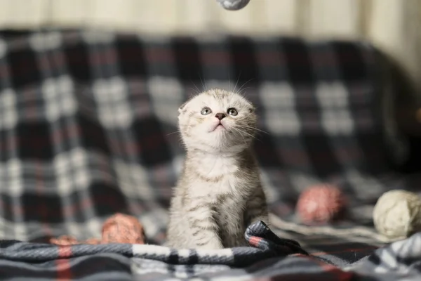 Scottish Fold Silver Tabby — Stockfoto