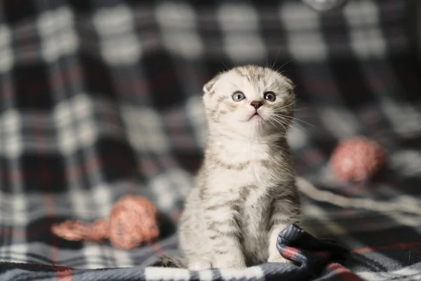 İskoç gümüşü tekir.