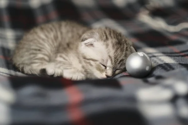 Scottish Fold Silver Tabby Sleeping Beauty — Stock Photo, Image