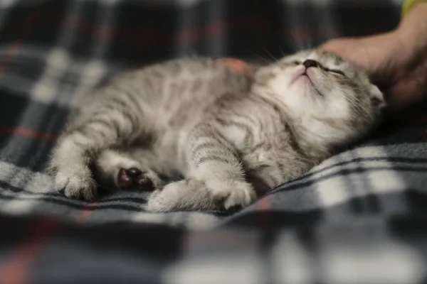 Scottish Fold Black Tabby Kittens Home Interior — Stock Photo, Image