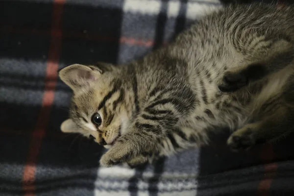 Szkocki Tak Koty Lare Najlepiej Przytulne Koty Dla Domu — Zdjęcie stockowe