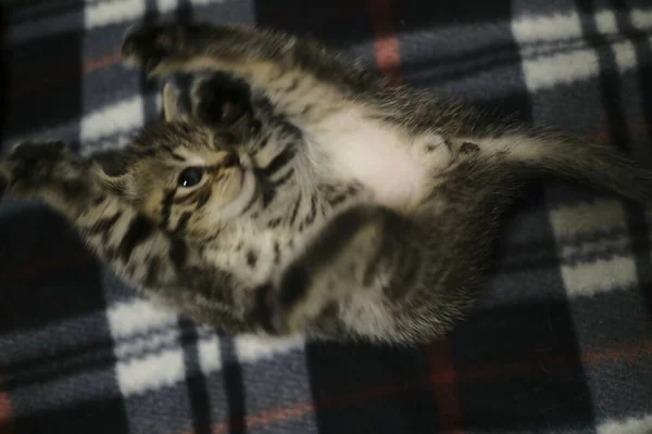 Scottish Straight Cats Lare Melhores Gatos Aconchegantes Para Casa — Fotografia de Stock