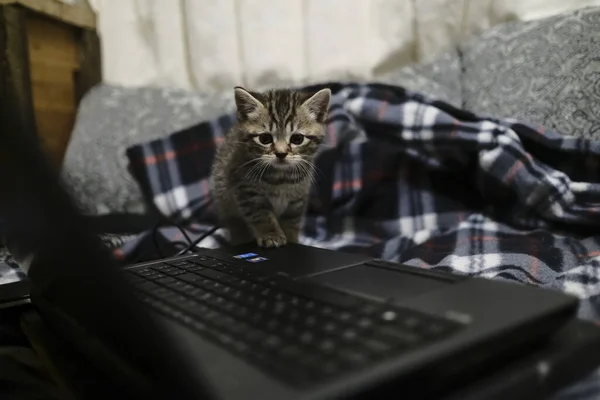 Schotse Rechte Katten Zeldzaam Beste Gezellige Katten Voor Thuis — Stockfoto