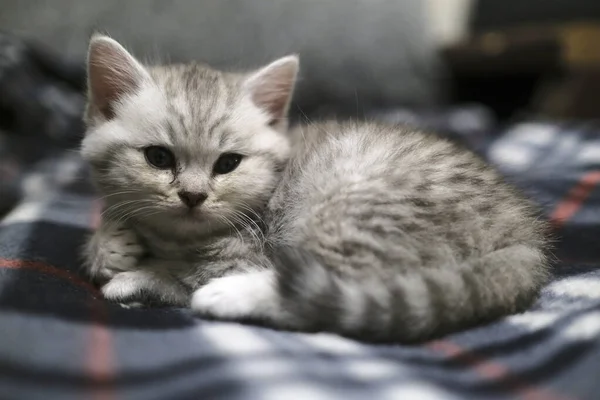 Schots Recht Kitten Kijken Recht Ogen Door Camera — Stockfoto