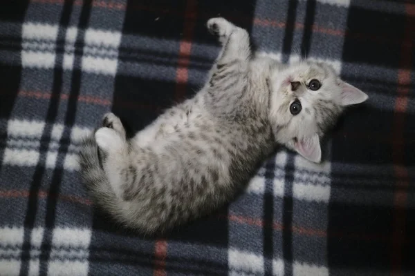 Escocês Linha Reta Gatinho Assistindo Direito Seus Olhos Através Câmera — Fotografia de Stock