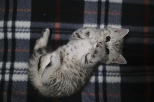 Schottisches Kätzchen Schaut Direkt Durch Die Kamera Die Augen — Stockfoto