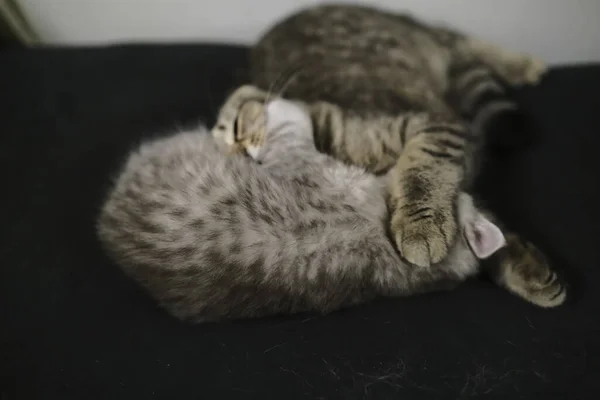 Playing Licking Each Other Scottish Fold Straight Cats — Stock Photo, Image
