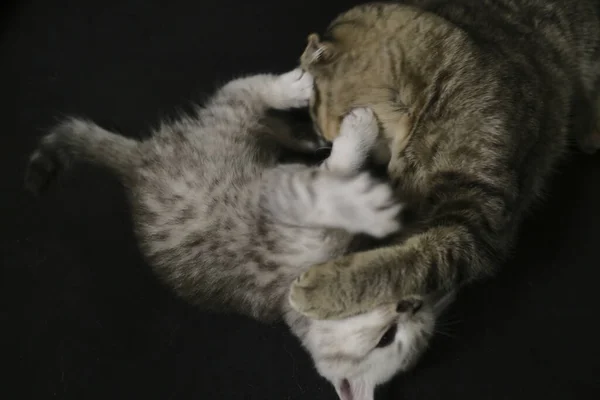 Bermain Dan Menjilati Satu Sama Lain Skotlandia Dan Kucing Lurus — Stok Foto