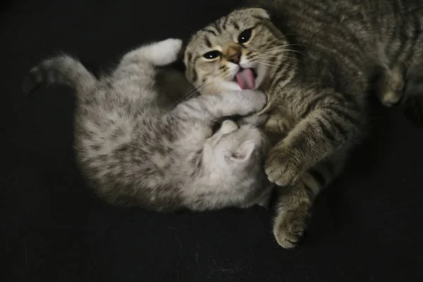 Playing Licking Each Other Scottish Fold Straight Cats — Stock Photo, Image