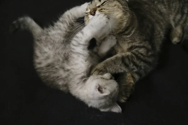 Brincando Lambendo Uns Aos Outros Escocês Vezes Linha Reta Gatos — Fotografia de Stock