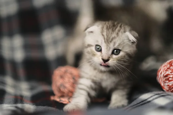 Scottish Fold Srebrny Pręgowany — Zdjęcie stockowe