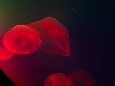 Denizanaları su kolunda yüzerler, planktonik organizmalardır. Özel şekilli bir akvaryuma ihtiyaçları var: pürüzsüz duvarları olan yuvarlak bir akvaryuma.