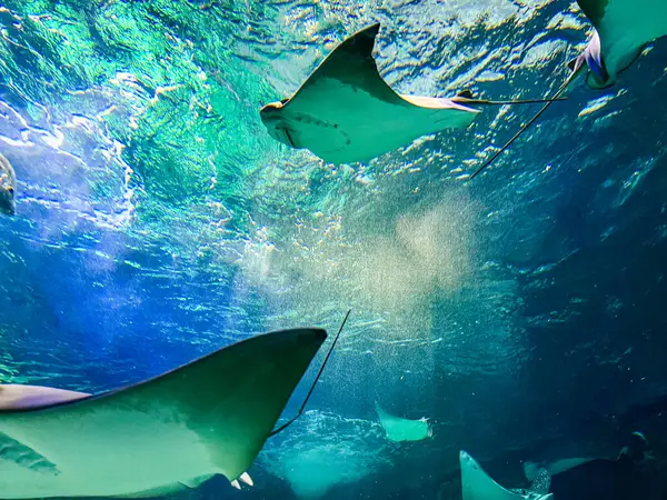 Stingray in the aquarium. Underwater world. Marine life at Aquarium, Toronto, Canada