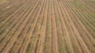 Hasat sonrası üzüm bağları. Kuru üzüm bağları ile kahverengi güneş kavrulmuş toprak