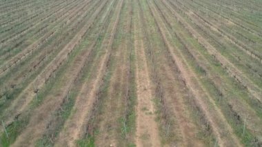 Hasat sonrası üzüm bağları. Kuru üzüm bağları ile kahverengi güneş kavrulmuş toprak