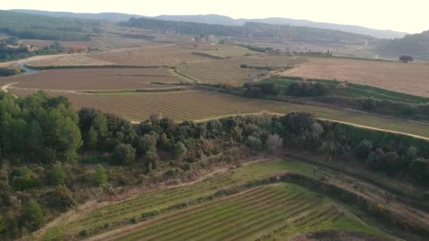 Vignobles à l'automne après la vendange. Journée ensoleillée. vue sur drone — Video
