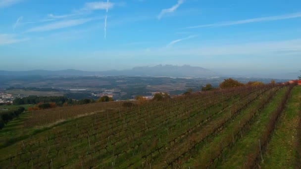 Weinberge im Herbst nach der Weinlese. sonniger Tag, Luftbild — Stockvideo