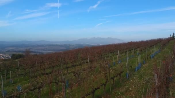 Vineyards in the fall after the grape harvest. Sunny day. — Stock Video