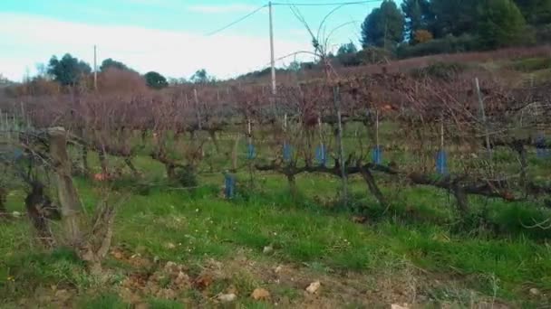 Wijngaarden in de herfst na de druivenoogst. — Stockvideo