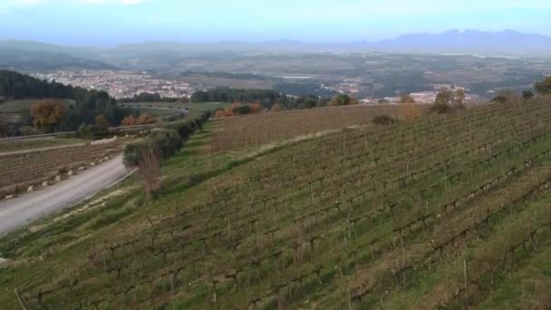 Campos de uva en la ladera de la montaña — Vídeos de Stock