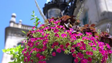 Sokak lambasında ki tencerede güzel pembe çiçekler. Sokak geliştirme