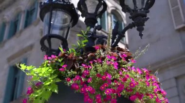 Pembe çiçeklerile güzel sokak lambası.