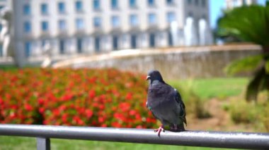 Palmiye ağaçları, çiçek yatağı ve çeşme ile Güvercin ve tüyleri temizler