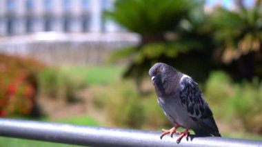 Çiçek yatağı ve şehir çeşmekarşı bir korkuluk üzerinde Güvercin yakın