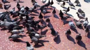 birçok güvercin şehir meydanında ekmek yiyor. enfeksiyonların taşıyıcıları olarak güvercinler