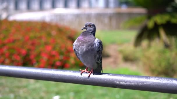 Courtship games of pigeons. Dove on handrailnear flower bed and city fountain. — Stock Video