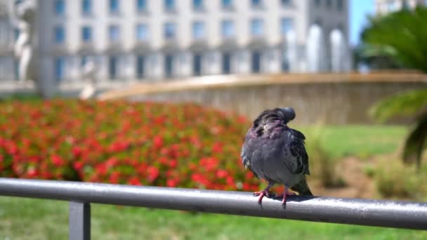 Pigeon on a handrail against of a beautiful flower bed and a city fountain