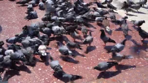 Много голубей на городской площади. голуби как носители инфекций — стоковое видео