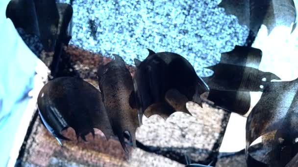 Cifre di plastica riciclata pipistrello durante la celebrazione di Halloween in strada . — Video Stock