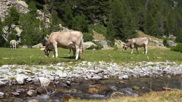 Vacas pastam em um prado em uma área ecologicamente limpa nas montanhas — Vídeo de Stock