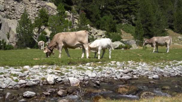 Bezerro bebe leite de um úbere de vaca em um prado em uma área ecologicamente limpa — Vídeo de Stock