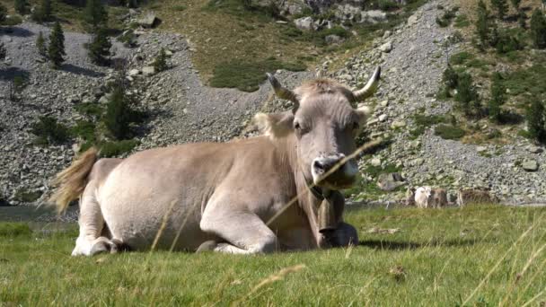 Porträt einer Kuh auf einer Wiese am Ufer des Gebirgsflusses hoch in den Bergen — Stockvideo