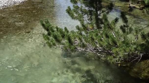 Горный ручей с чистой водой в горах. Экологически чистый район — стоковое видео