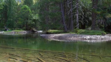 iğne yapraklı ormanın yanında berrak su ile yavaş akışı ile sakin dağ nehri
