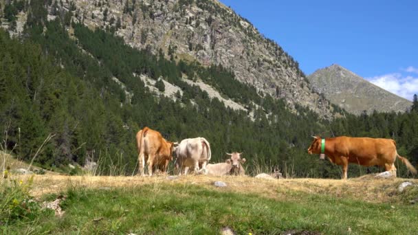 Vacas pastan en un prado sobre un fondo de montañas en un parque nacional — Vídeos de Stock