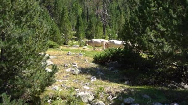 Vacas en un prado en las montañas cerca del río . — Vídeo de stock