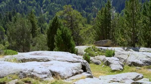 Panoramiczny widok na góry i lasy w rezerwacie Narodowym. — Wideo stockowe