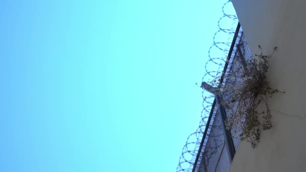 Маленькое дерево растет на тюремном заборе на фоне колючей проволоки — стоковое видео