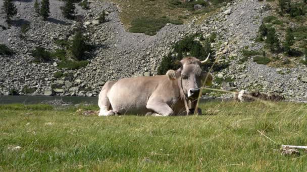 Portret krowy na łące w pobliżu gór w ekologicznie czystej okolicy — Wideo stockowe